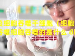 免疫细胞吞噬干细胞（细胞免疫中吞噬细胞吞噬的是什么 🐧 ）